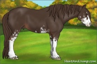 Horse Color:Liver Chestnut Sabino 