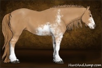 Horse Color:Chestnut Sabino 