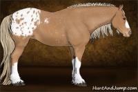 Horse Color:Chestnut Appaloosa 