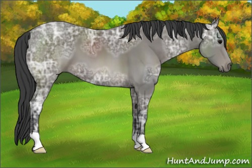 Horse Color: Black Ice 