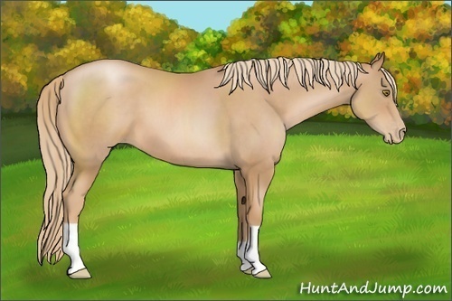Horse Color: Chestnut Pearl 