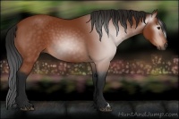 Horse Color:Gray Bay 