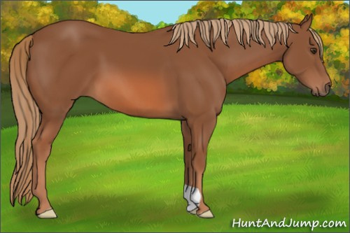 Horse Color: Unknown 