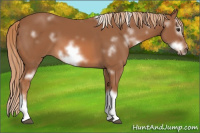 Horse Color:White Spotted Chestnut Sabino Splash Frame