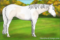 Horse Color:Silver Perlino Dun Sabino Splash Tobiano Rabicano