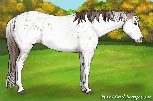 Horse Color:White Spotted Bay Dun Splash Appaloosa 