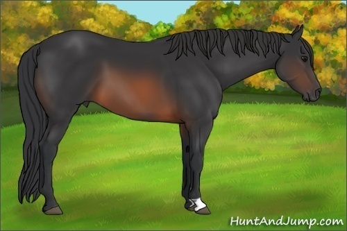 Horse Color: Brown 