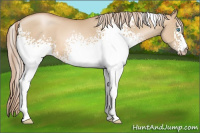Horse Color:Gray White Spotted Palomino Pearl Dun 