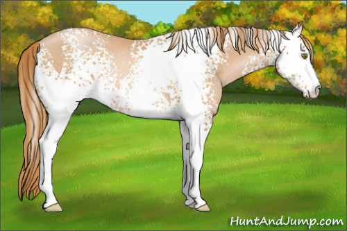 Horse Color: White Spotted Chestnut Pearl Rabicano 