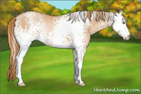 Horse Color:White Spotted Chestnut Pearl Rabicano 