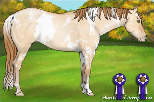 Horse Color: White Spotted Bay Pearl Dun 