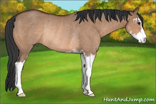 Horse Color: Bay Dun Sabino Rabicano 