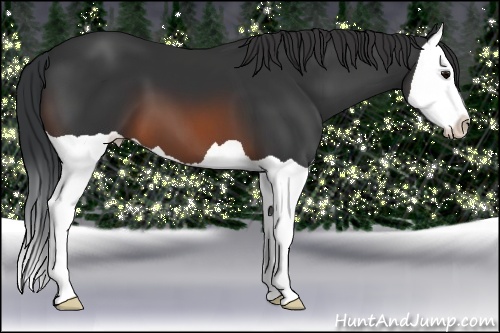 Horse Color: Brown Splash 
