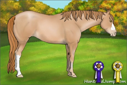 Horse Color: Chestnut Pearl 