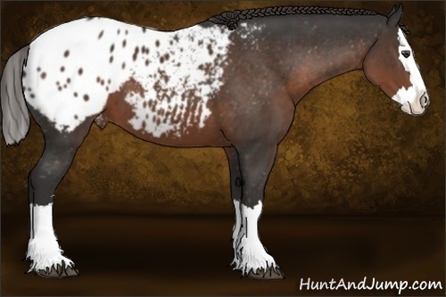 Horse Color:Liver Chestnut Sabino Splash Blanket 