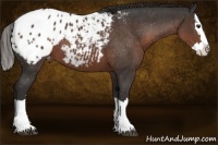 Horse Color:Liver Chestnut Sabino Splash Blanket