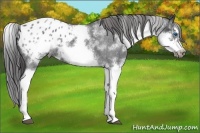 Horse Color:White Spotted Blue Roan Splash Frame Appaloosa 