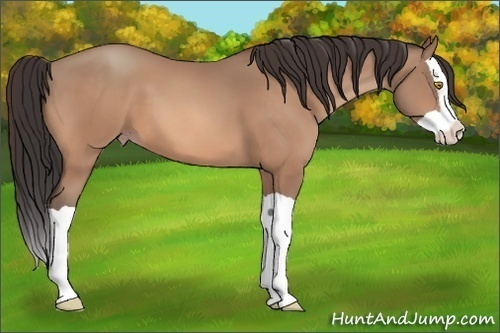 Horse Color: Amber Champagne Splash 