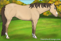Horse Color:Amber Cream Champagne Dun Tobiano Frame Rabicano 