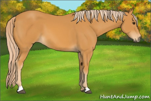Horse Color: Chocolate Palomino 