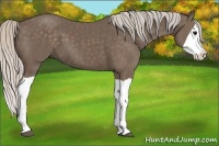 Horse Color:Silver Black Splash 