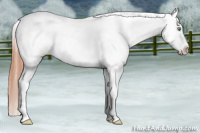 Horse Color:Amber Champagne Dun Splash Tobiano Frame Blanket 
