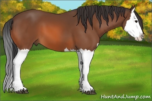 Horse Color: Unknown 