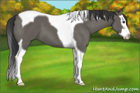 Horse Color:Grullo Splash Tobiano
