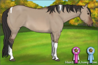 Horse Color:Brown Dun Tobiano 