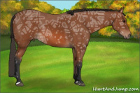 Horse Color:Bay Ice 