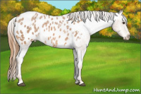 Horse Color:Red Ice Roan Appaloosa 
