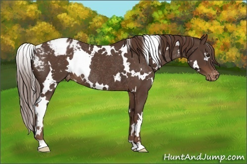 Horse Color: White Spotted Liver Chestnut Blanket Rabicano 
