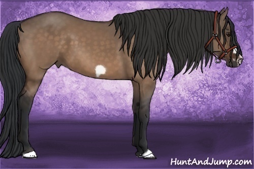 Horse Color: Bay Dun Frame 