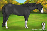 Horse Color:Brown Sabino