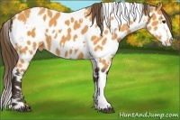 Horse Color:White Spotted Buckskin Near Leopard 