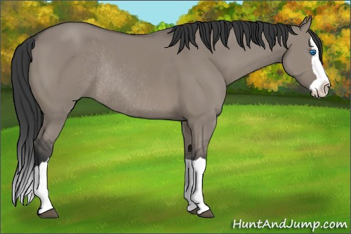 Horse Color: Grullo Splash Rabicano 