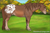 Horse Color:Liver Chestnut Appaloosa 