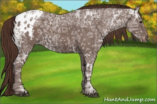 Horse Color: Liver Chestnut Ice Sabino Blanket 