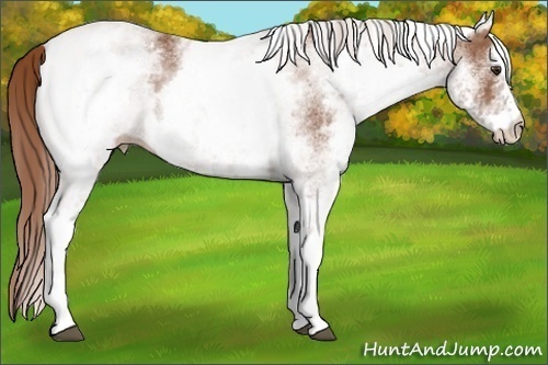 Horse Color:White Spotted Chestnut