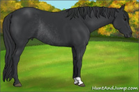 Horse Color:Brown Rabicano