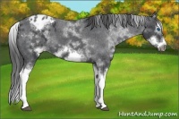 Horse Color:White Spotted Blue Roan Splash Frame Appaloosa 