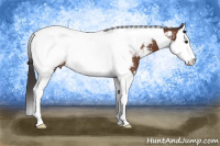 Horse Color:Bay Sabino Splash Tobiano Appaloosa