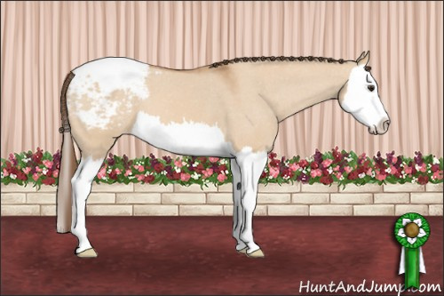 Horse Color: Bay Dun Splash Snowcap 