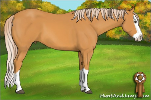 Horse Color: Chocolate Palomino Splash 