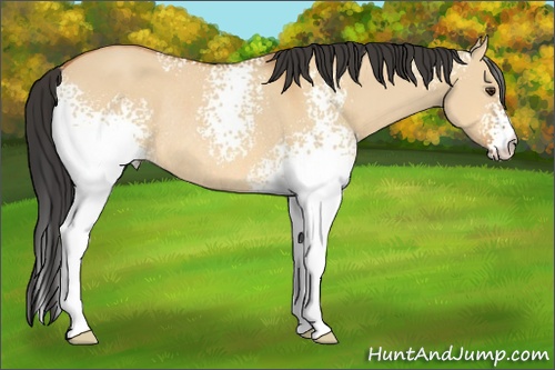Horse Color: White Spotted Bay Dun Rabicano 