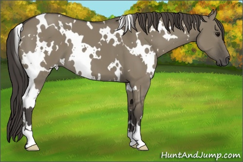 Horse Color: White Spotted Smoky Grullo 