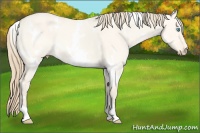 Horse Color:White Spotted Perlino Dun