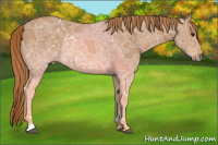 Horse Color:Chestnut Ice 