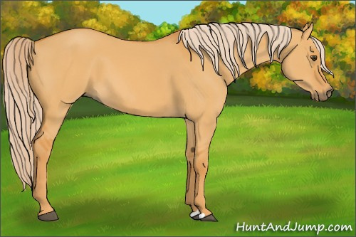 Horse Color: Palomino Dun 