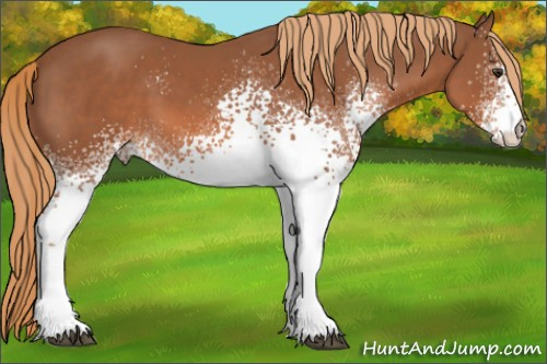 Horse Color: White Spotted Liver Chestnut 